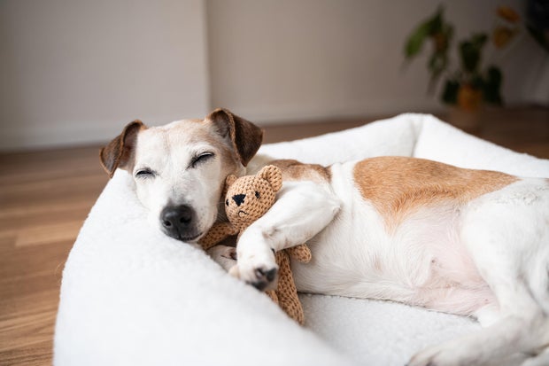 Sleepy dog face resting in bed 