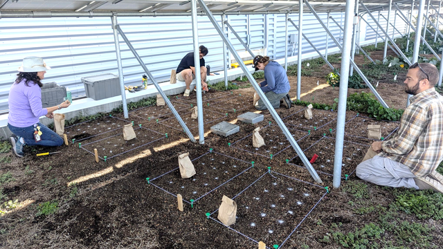 saffron-planting-by-reece-bailey-2.png 