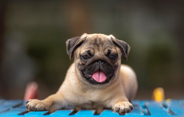 Pug puppy Running in the garden