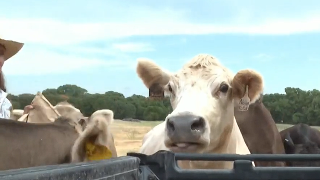 cow.png 