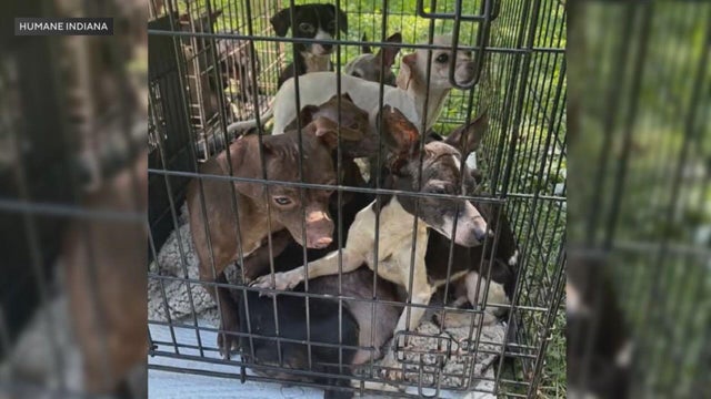 humane-indiana-dogs.jpg 