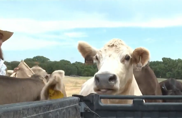 cow.png