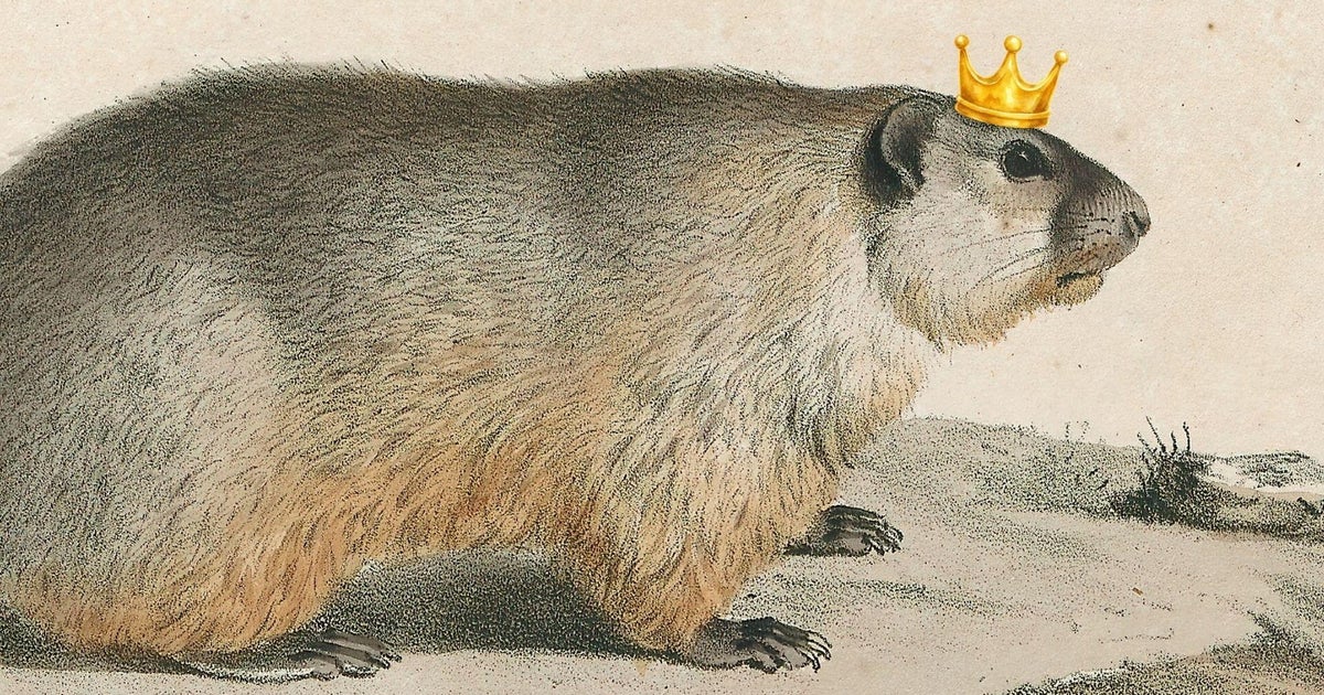 You can help crown America's fattest marmot