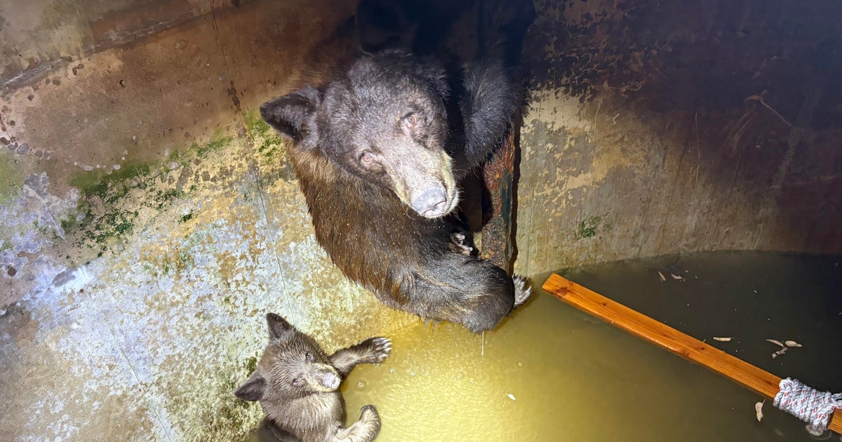 Bear and cub rescued from Southern California water tank after hikers ...