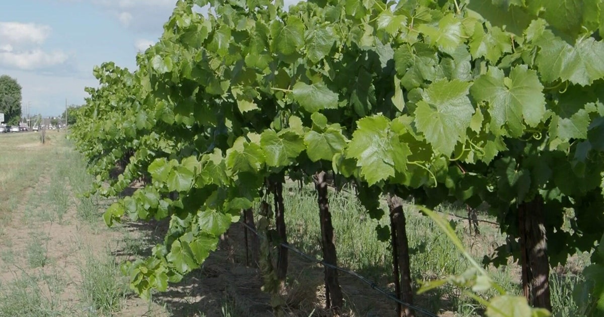 Lodi grape harvest begins weeks ahead of schedule as wine industry struggles continue