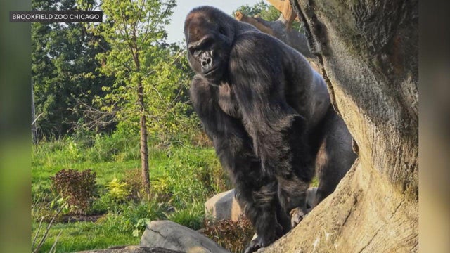 brookfield-zoo-gorillas-1.jpg 