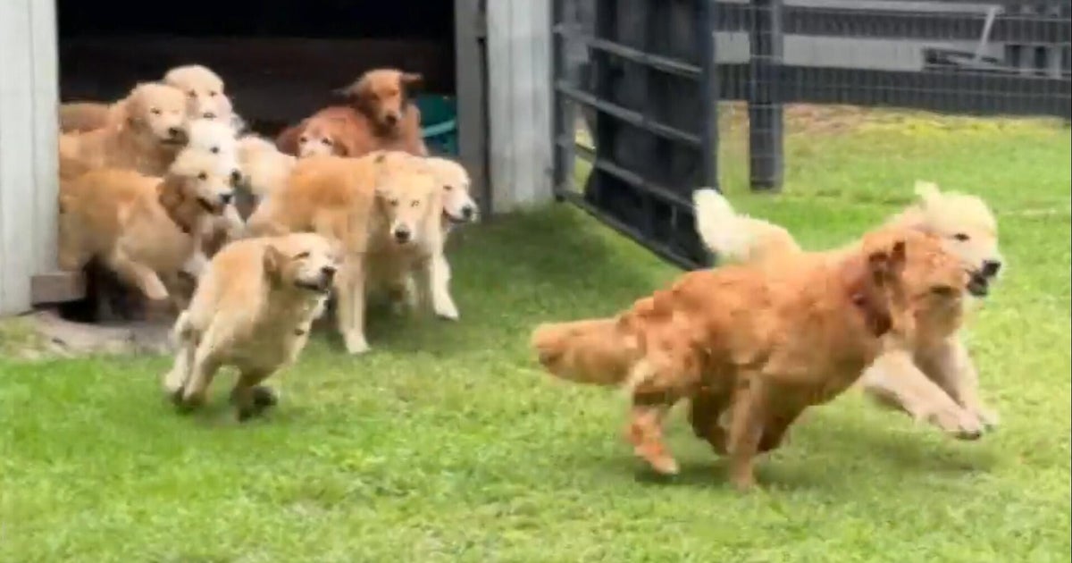 Camp Goldie features 13 golden retrievers: "Unless you're allergic to fur, what's not to like?"