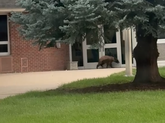 bear-at-school-1-still-from-video-credit-aja-hemmati.png