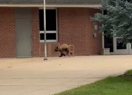 bear-at-school-2-still-from-video-credit-aja-hemmati.png