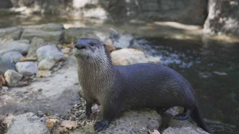 Woman attacked by otter while swimming in Lake Tahoe, receives nearly 40 stitches