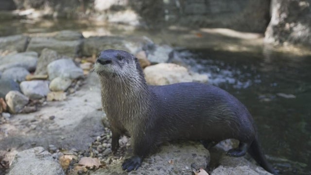 otter.jpg 