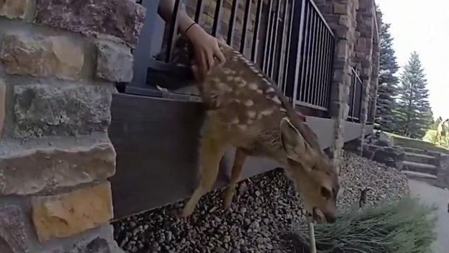 trapped-fawn.jpg 