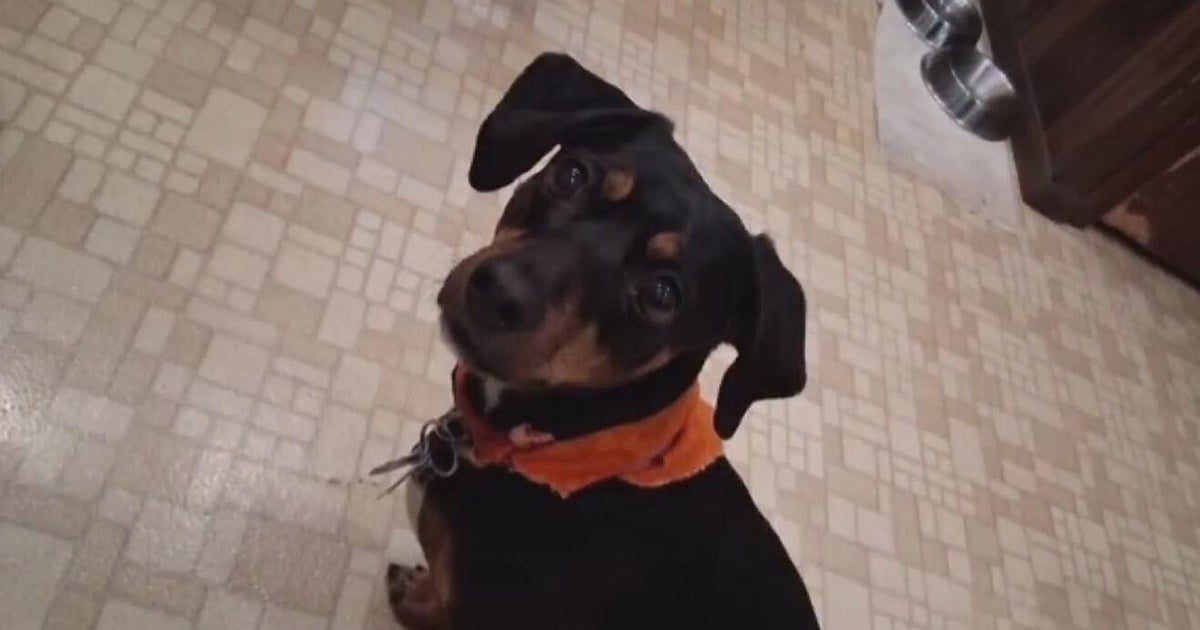 Veteran injured trying to save his dog from fatal attack