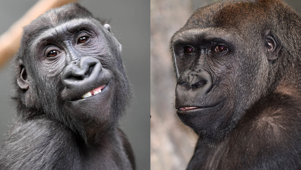 Como Zoo welcomes 2 new gorillas, Nora and Kamba