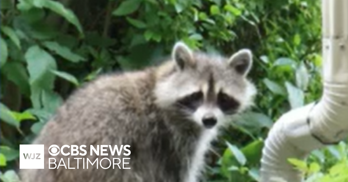 Harford County introduces rabies vaccine program
