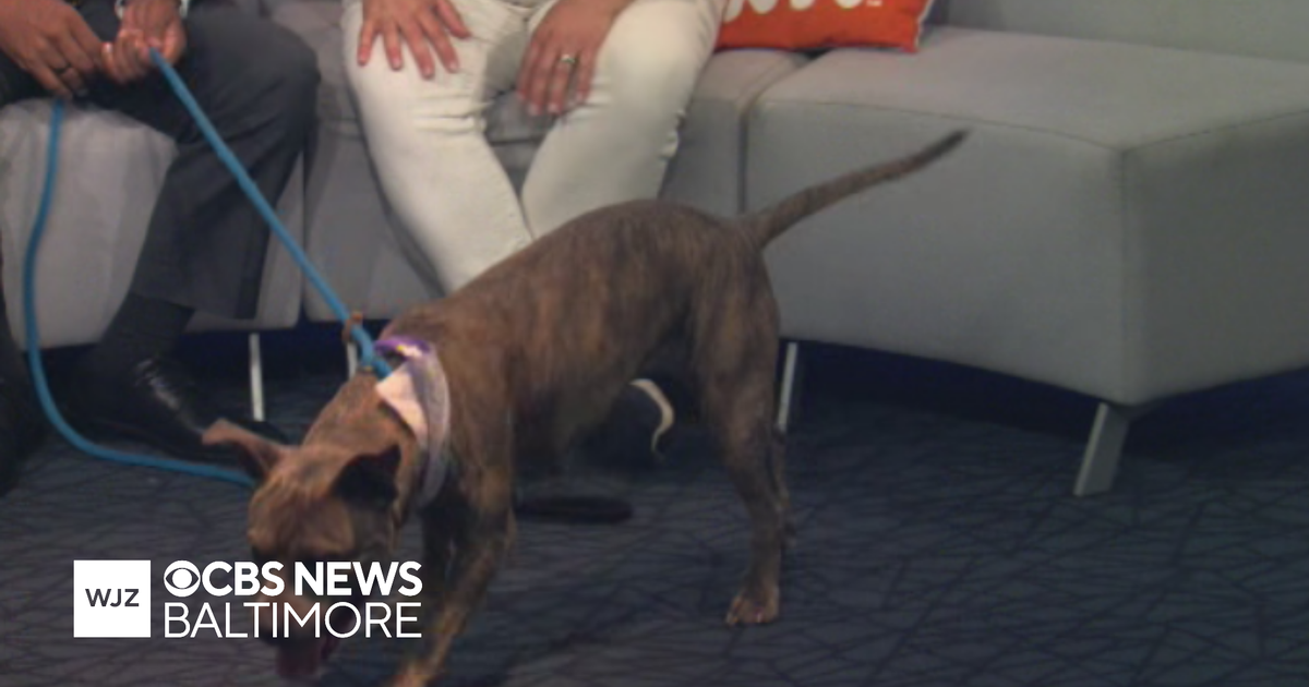 Paws and Claws: Meet Jenna, a high energy, mixed-breed pup looking for a new home