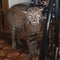 Police find bobcat in 93-year-old woman's home near Seattle