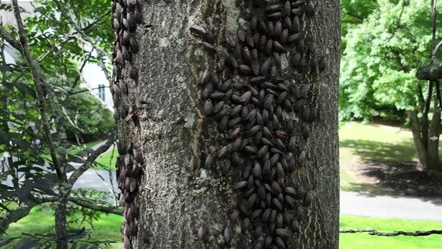 Spotted lanternfly 
