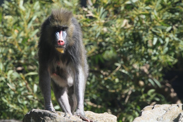 Lulu, mandrill at the San Francisco Zoo