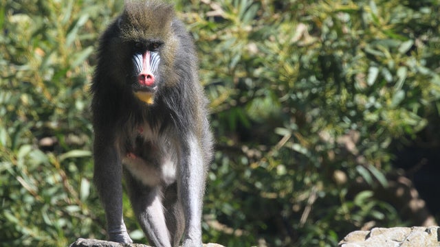 Lulu, mandrill at the San Francisco Zoo 