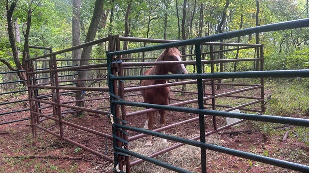 carroll-county-mustang-captured.jpg