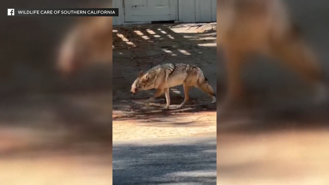 coyote-with-swollen-face.png 