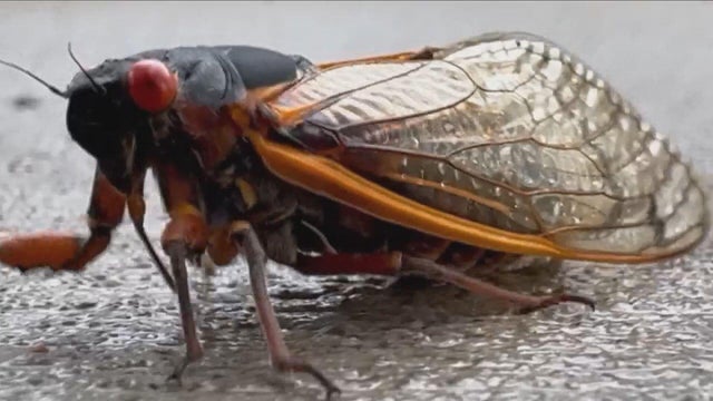 cicada.jpg 