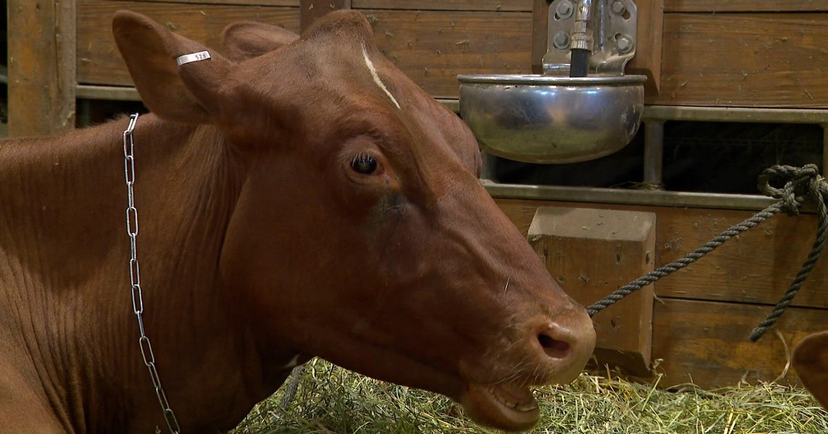 What happens behind the scenes in the Minnesota State Fair’s livestock barns?
