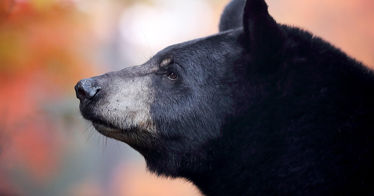 Bear swipes at person sitting in backyard chair in Steamboat Springs, causing a minor scrape
