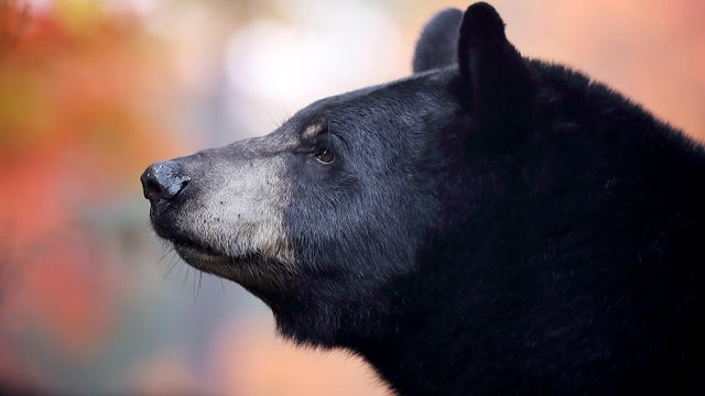 Black Bear Sow 