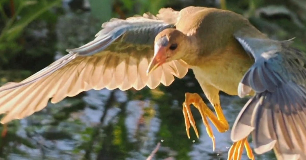 California community mesmerized by rare bird sighting