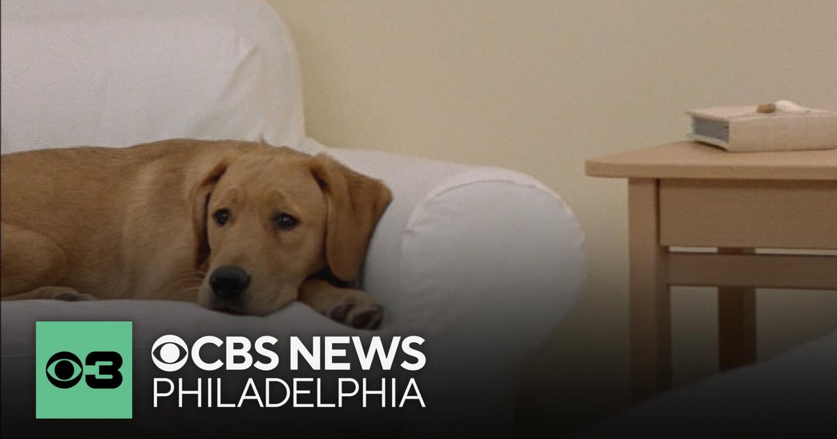What human emotions does your dog have, and not?