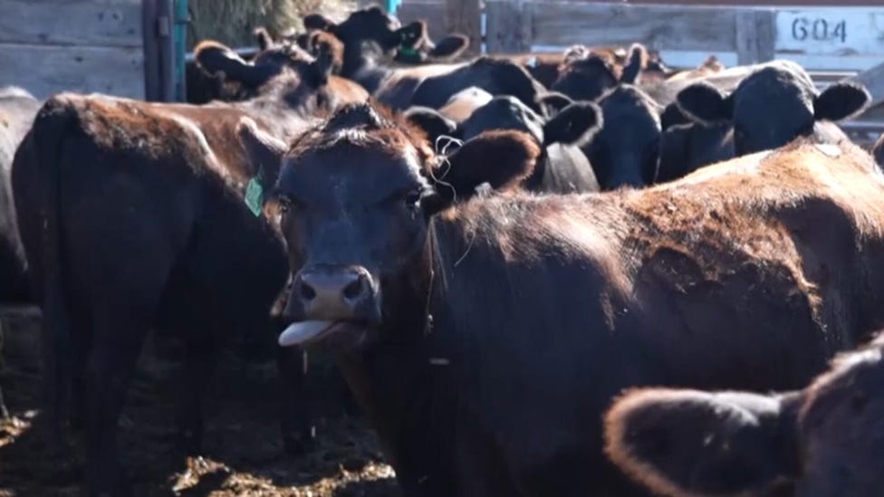 Beef prices hit record highs with cattle herds at historic lows