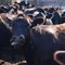 Beef prices hit record highs with cattle herds at historic lows