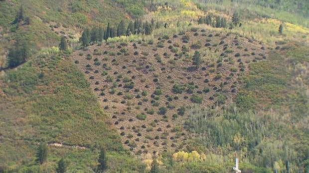 aspen-fire-mitigation-10pkg-transfer-frame-553.jpg
