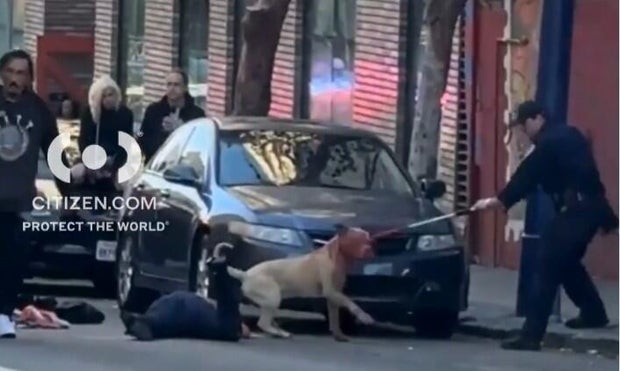 San Francisco dog attack