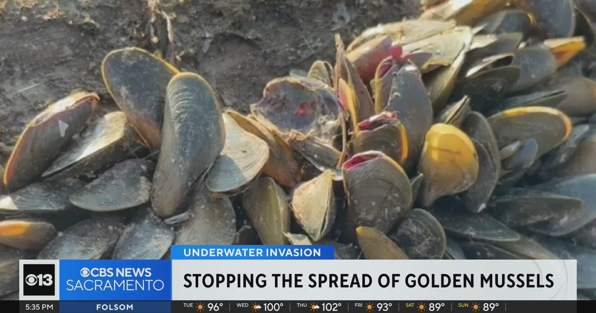 San Joaquin County pushes for coordinated response as golden mussels spread