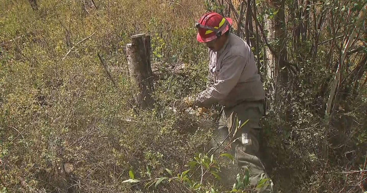Colorado firefighters work to clear dead brush to prevent wildfires in mountain community