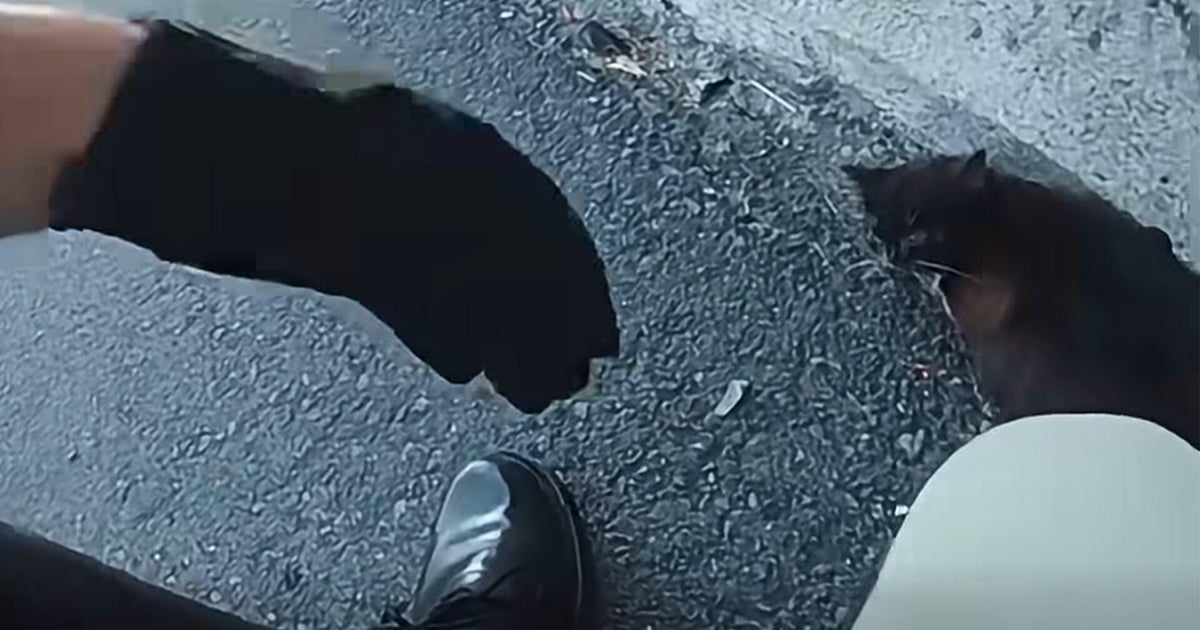 Video shows CHP officer rescue kitten from busy Sacramento freeway