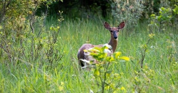 More parks in Pittsburgh will be included in the 2026-27 deer management program