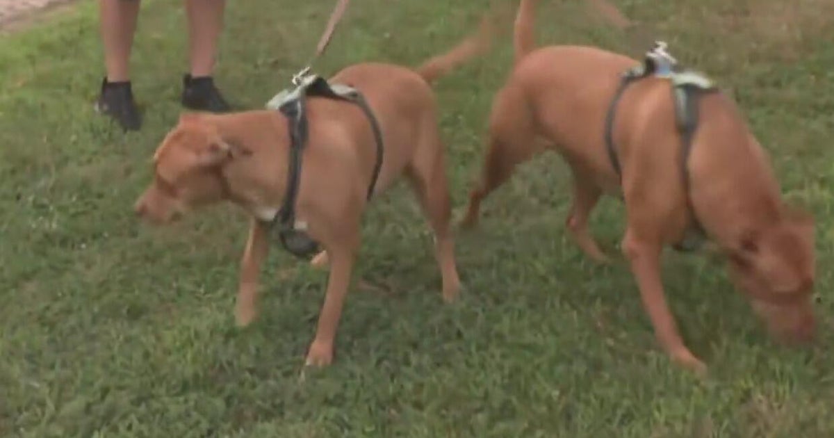 Owner found guilty after 2 dogs mauled emu to death