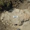 First-ever adult T. rex trackway found in North Dakota