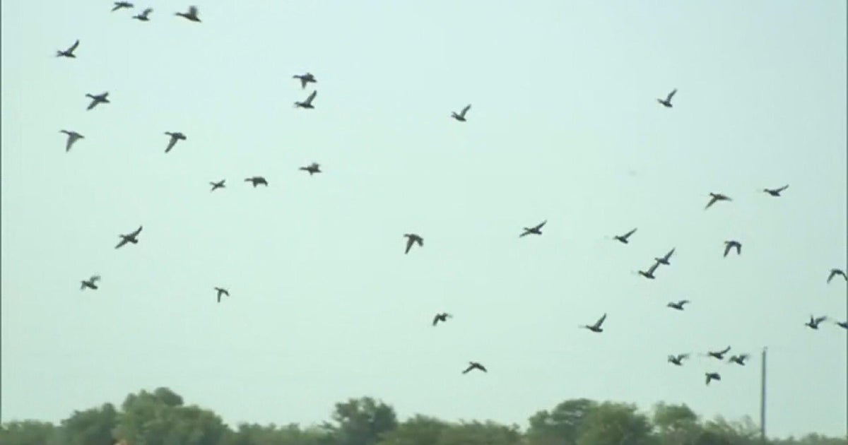 Hundreds of millions of migrating birds flying over Chicago on their way south