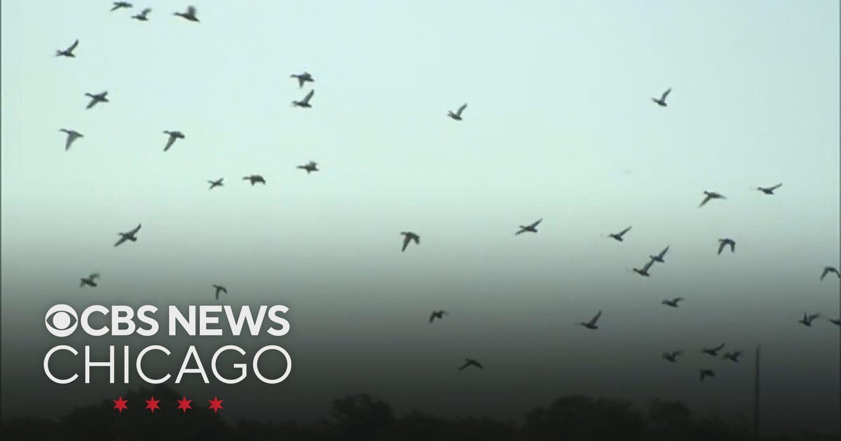 Millions of birds flying over Chicago area as they head south for winter