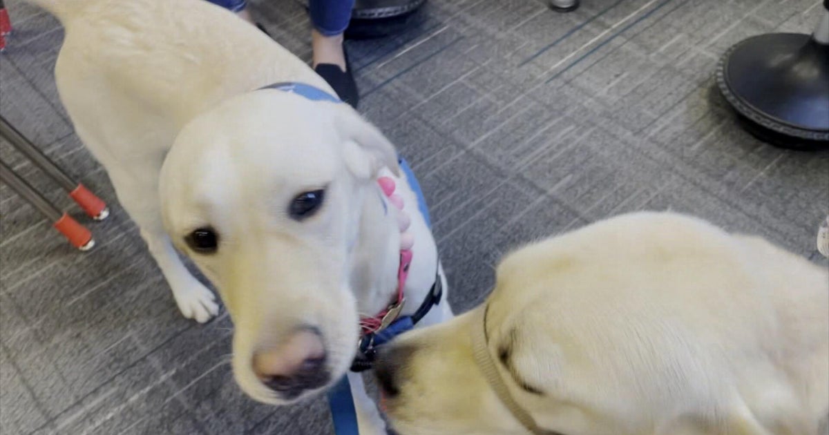 One year after Evergreen High School shooting in Colorado, dogs bring calm, connection — and even joy