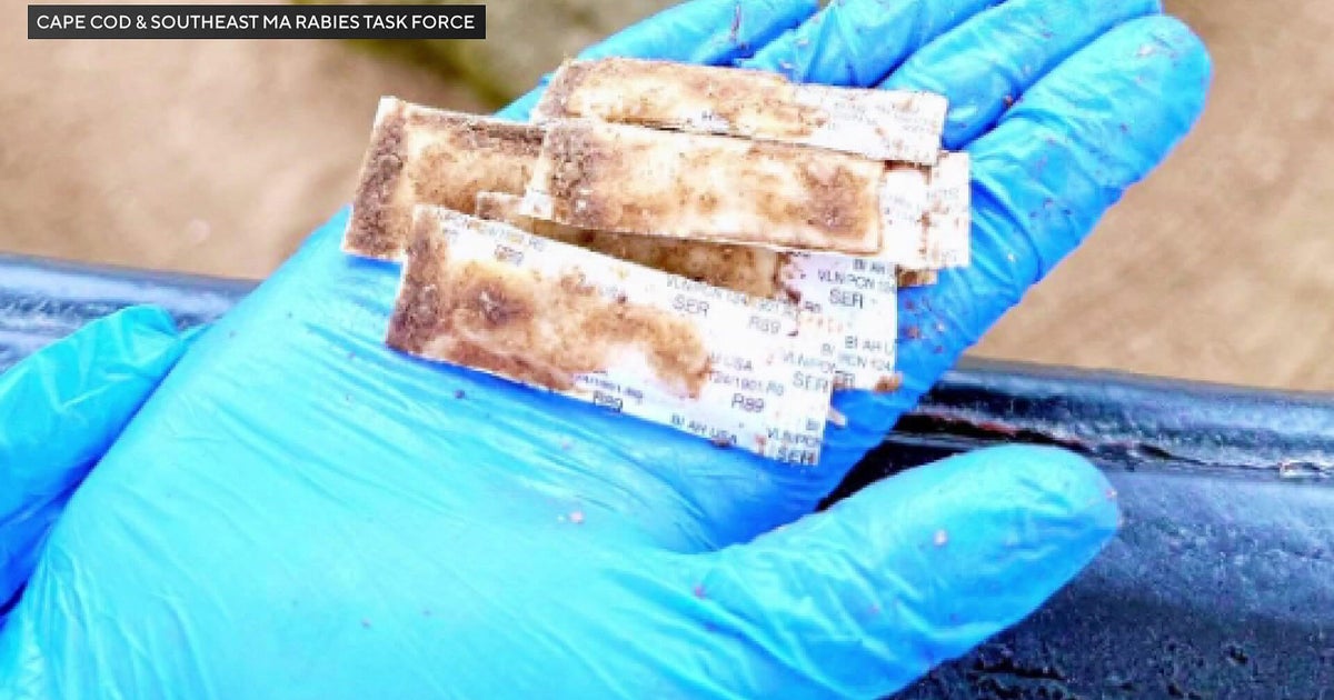 Task force dropping edible vaccine packets from helicopter to combat rabies in Massachusetts