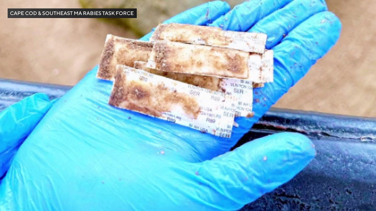 Task force dropping edible vaccine packets from helicopter to combat ...