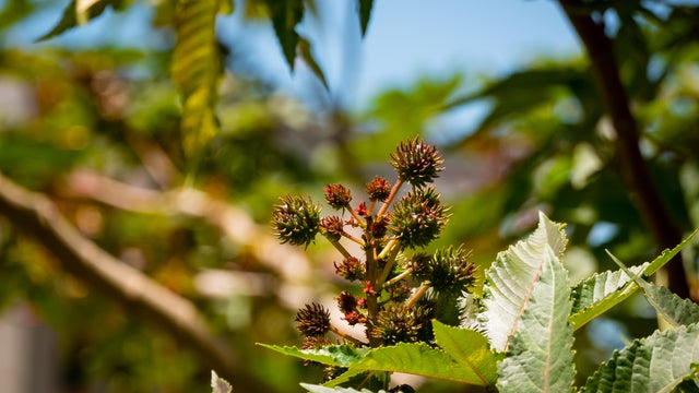 Castor Bean or Castor Oil Plant (Ricinus communis), Small Flowers in a Garden on a Sunny Day 