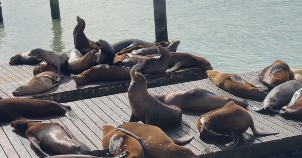 Surge in sick sea lions signals troubling changes in California's coastal waters
