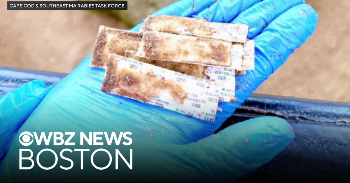 CDC warns of increase in rabies cases, task force drops vaccines in Massachusetts